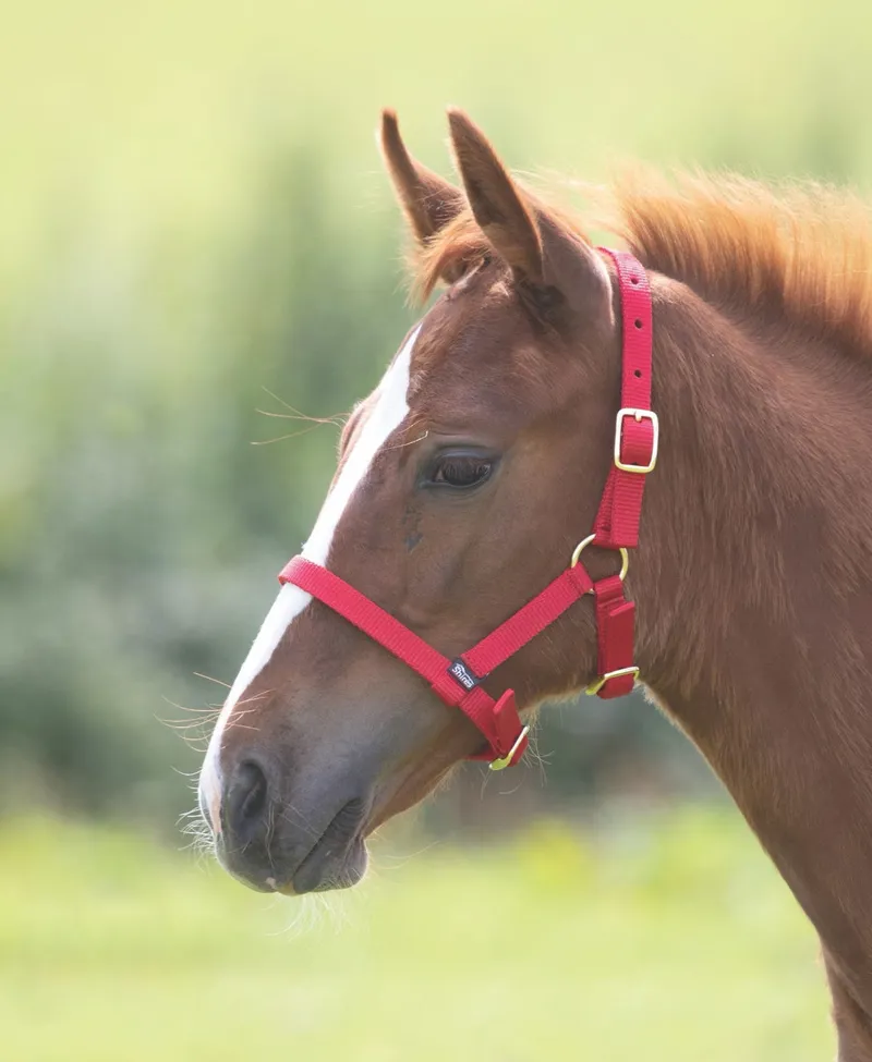 Arma Headcollar Foal in Red-1