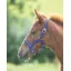 Arma Headcollar Foal in Royal Blue