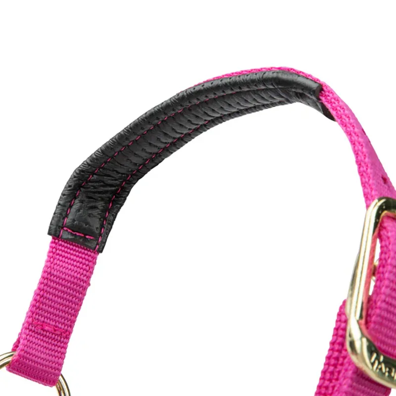 Arma Topaz Nylon Headcollar in Raspberry-5