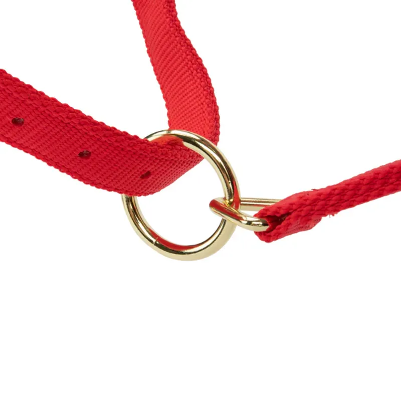 Arma Topaz Nylon Headcollar in Red-5