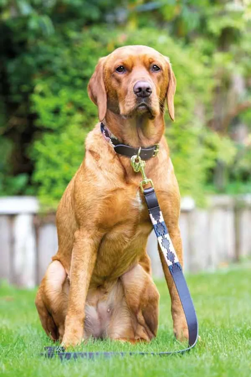 Digby and Fox Drover Polo Dog Collar in Navy/ Pink and Natural-1