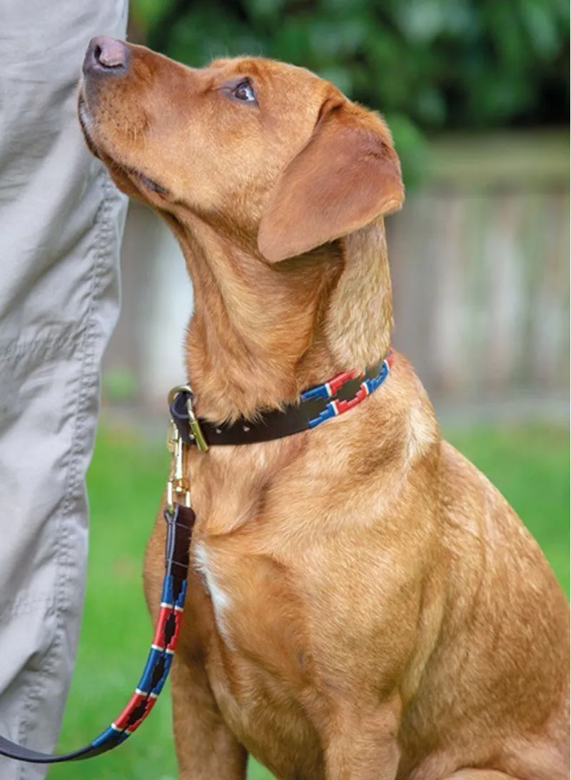 Digby and Fox Drover Polo Dog Collar in Navy and Red-1