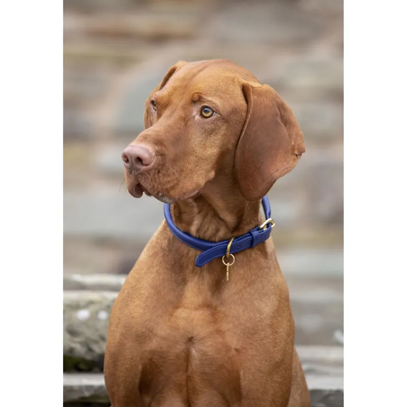 Digby and Fox Rolled Leather Dog Collar in Royal Blue-1