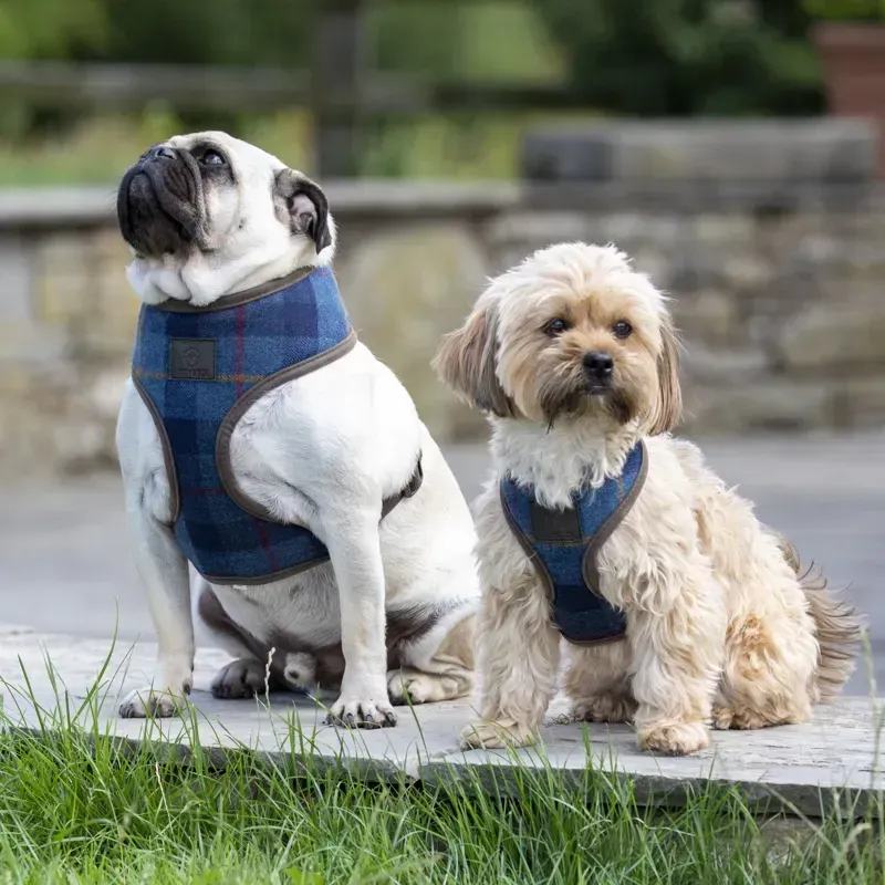 Digby and Fox Tweed Dog Harness in Navy