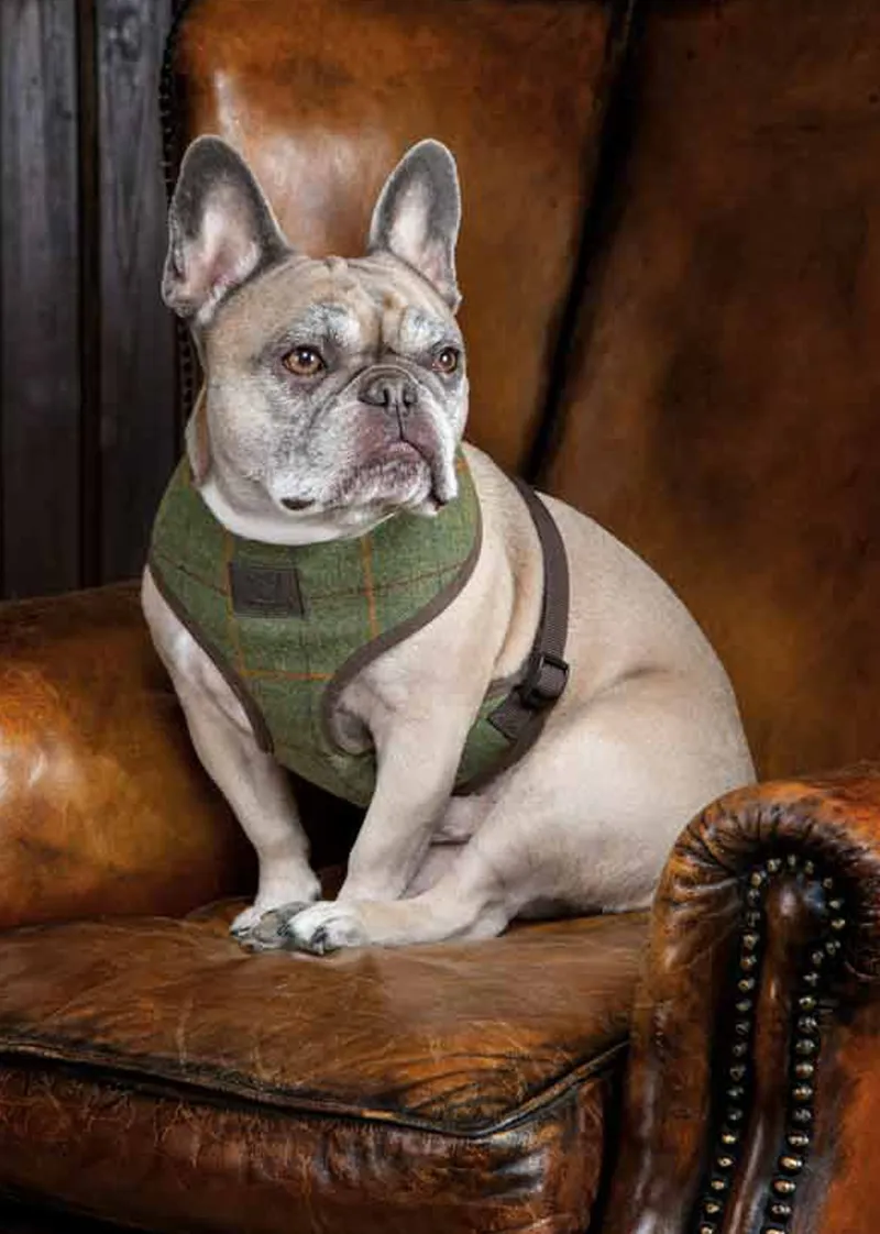 Digby and Fox Tweed Dog Harness in Red/Yellow/Blue Check
