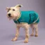 Digby and Fox Waterproof Dog Coat in Teal