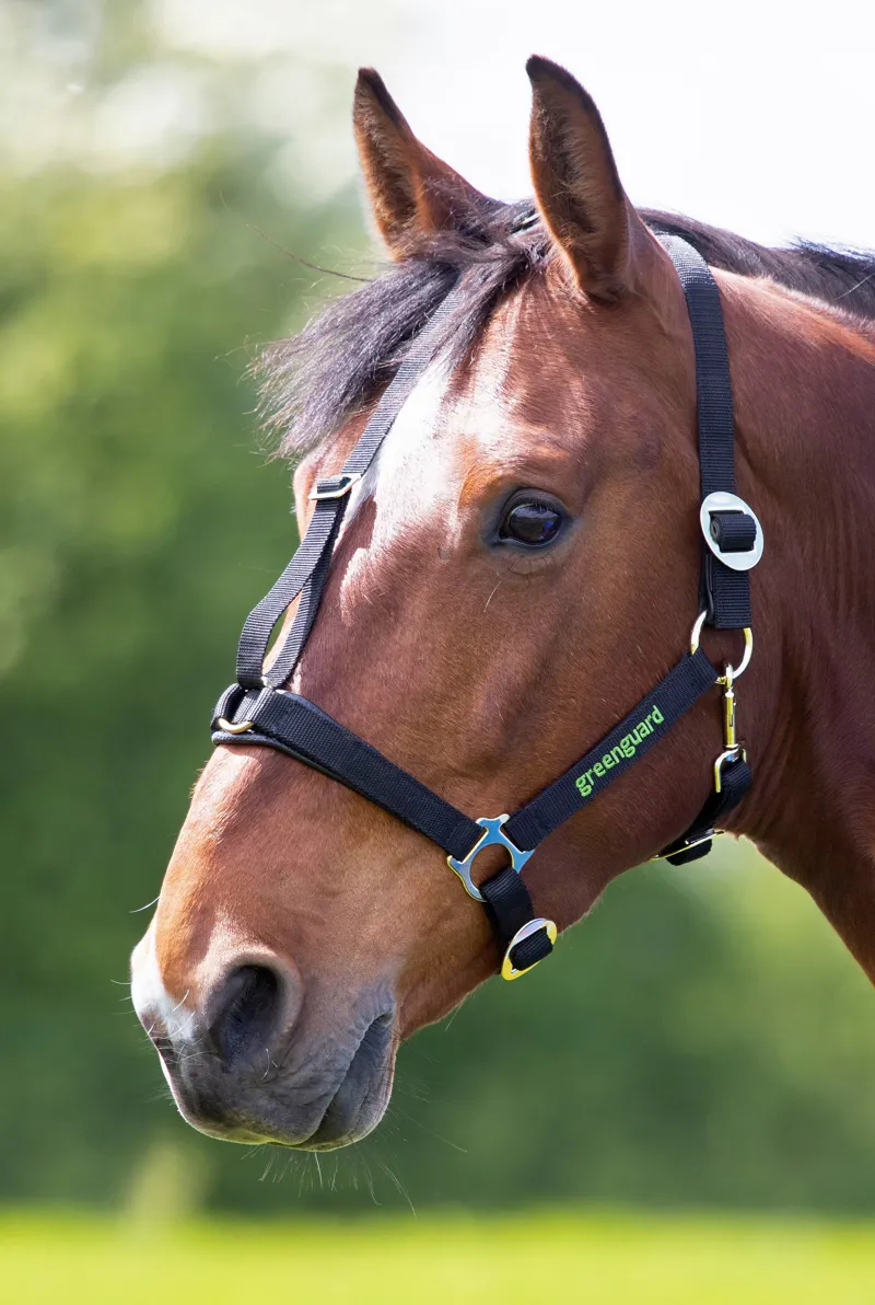 Greenguard Headcollar in Black