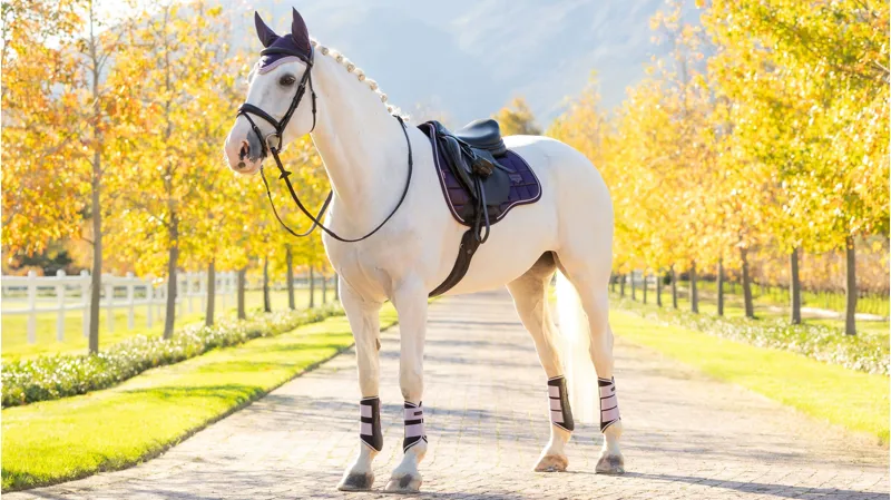 LeMieux Loire GP Square in Juniper-1