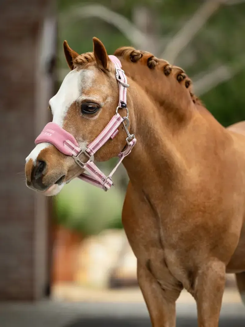 LeMieux Mini Vogue Headcollar and Leadrope in Peony-1