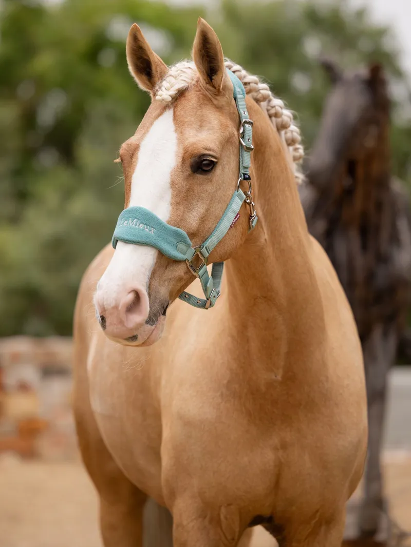 LeMieux Vogue Headcollar and Leadrope in Lagoon-1