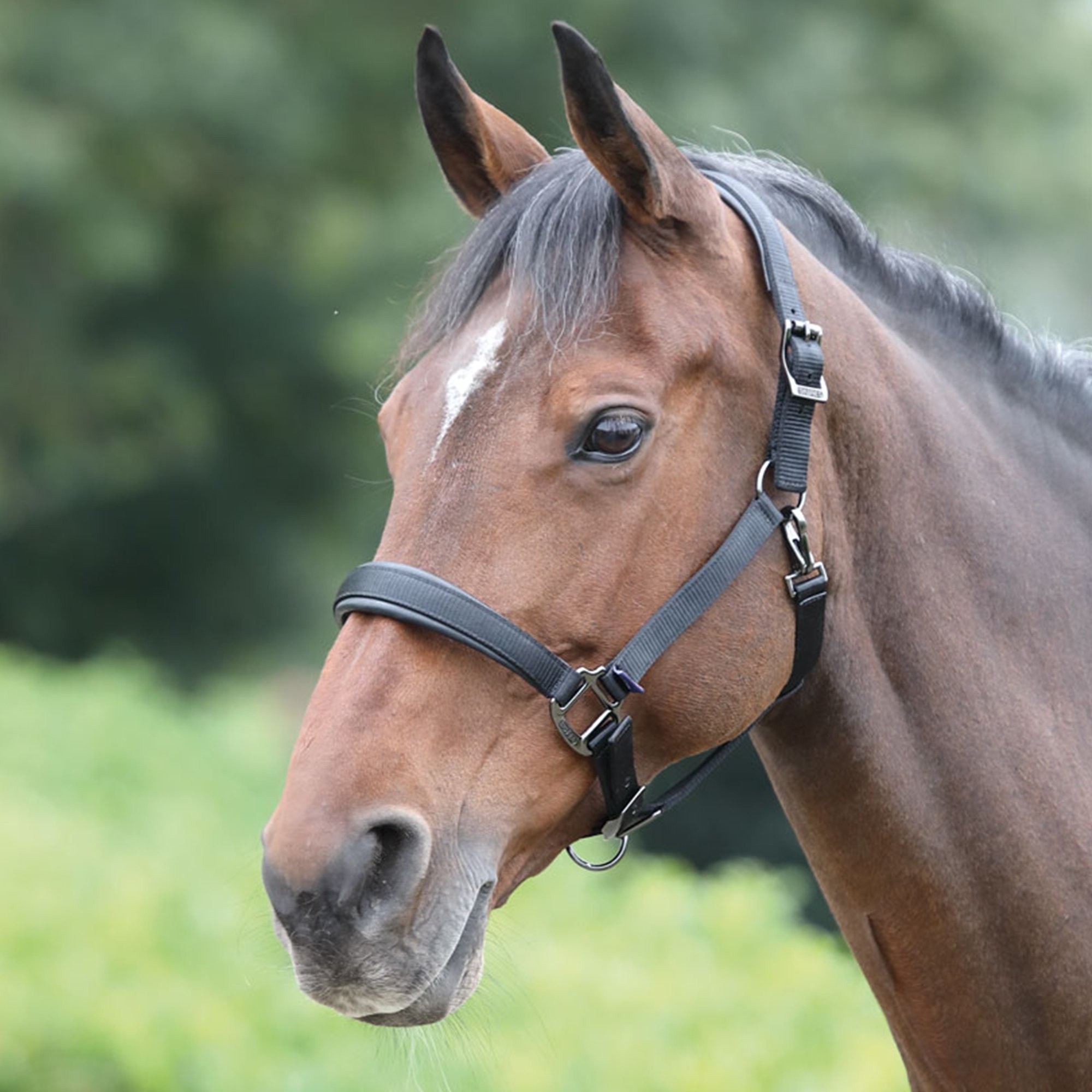 Shires Deluxe Padded Headcollar - Townfields Saddlers