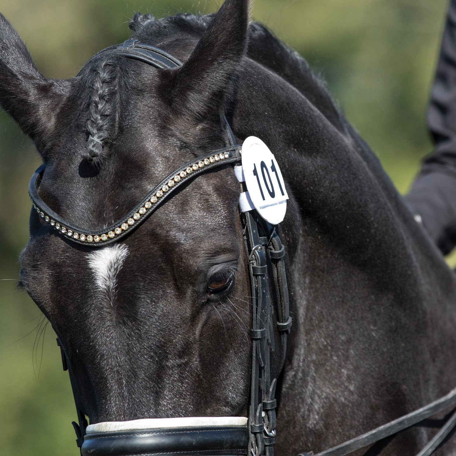 Plain or Bling Competition Numbers Bridle Numbers Pair of Starting Numbers 