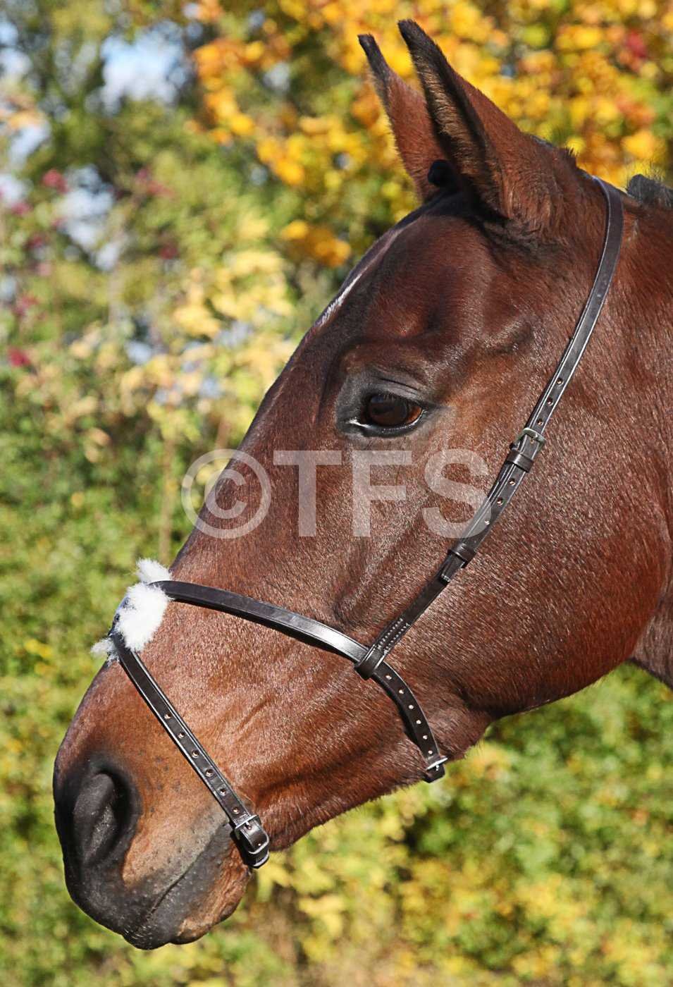 Grackle noseband shop