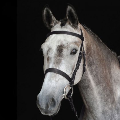 Collegiate Hunt Cavesson Bridle IV