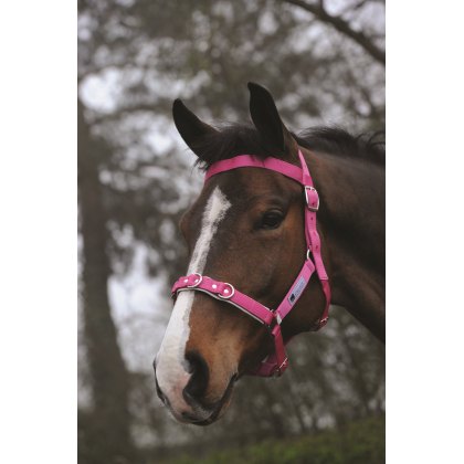 Kincade Brights Nylon Padded Lunge Cavesson