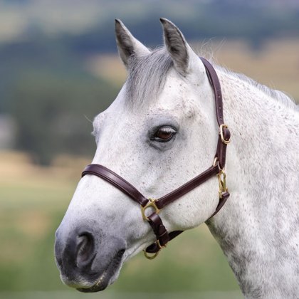 Velociti Gara Ragley Lined Leather Headcollar  