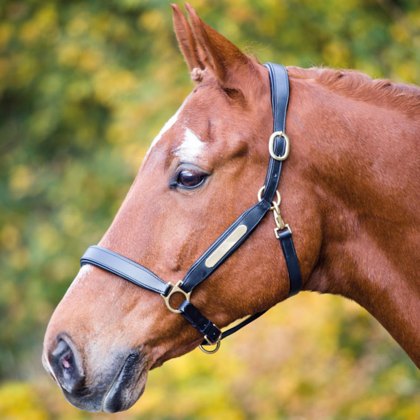 Velociti Gara Leather Nameplate Headcollar  