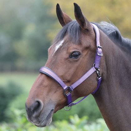 Shires Deluxe Padded Headcollar