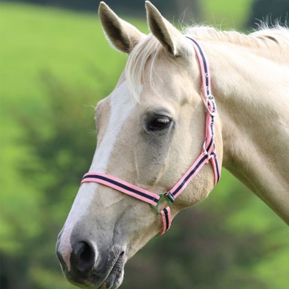 Shires Wessex Headcollar