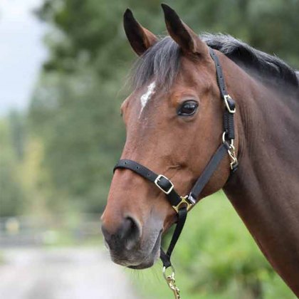 Shires Control Headcollar