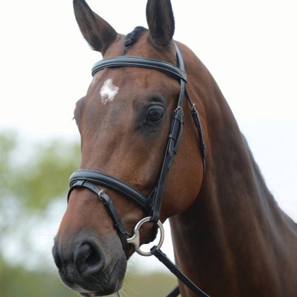 Kincade Raised Flash Bridle