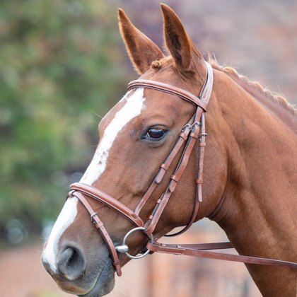 Avignon Padded Raised Flash Bridle  