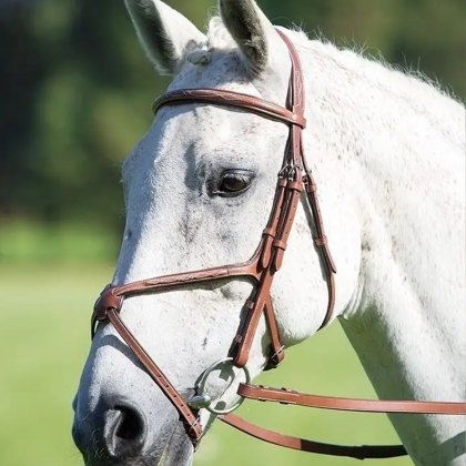 Avignon Grackle Bridle  