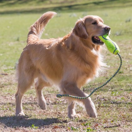 KONG AirDog Fetch Stick with Rope