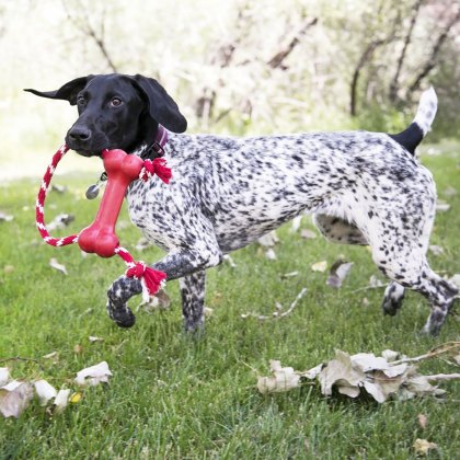 KONG Puppy Goodie Bone With Rope