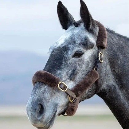 Arma SupaFleece Halter Fleeces