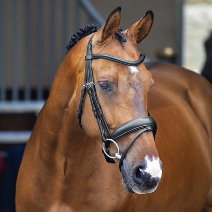 Velociti Lusso Dressage Flash Bridle 