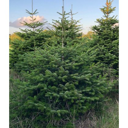 Nordmann Fir 3 ft Fresh Christmas Tree