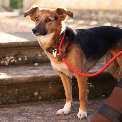 Digby and Fox Fine Rope Slip Lead