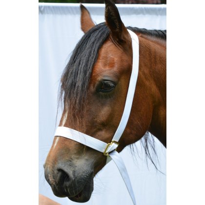 White Web Adjustable Showing Halter