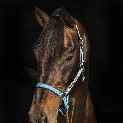 Horseware® Rambo® Fieldsafe® Headcollar