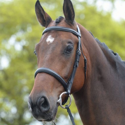 Kincade Raised Cavesson Bridle