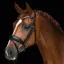 Schockemohle Stanford Anatomic Snaffle Bridle in Havana