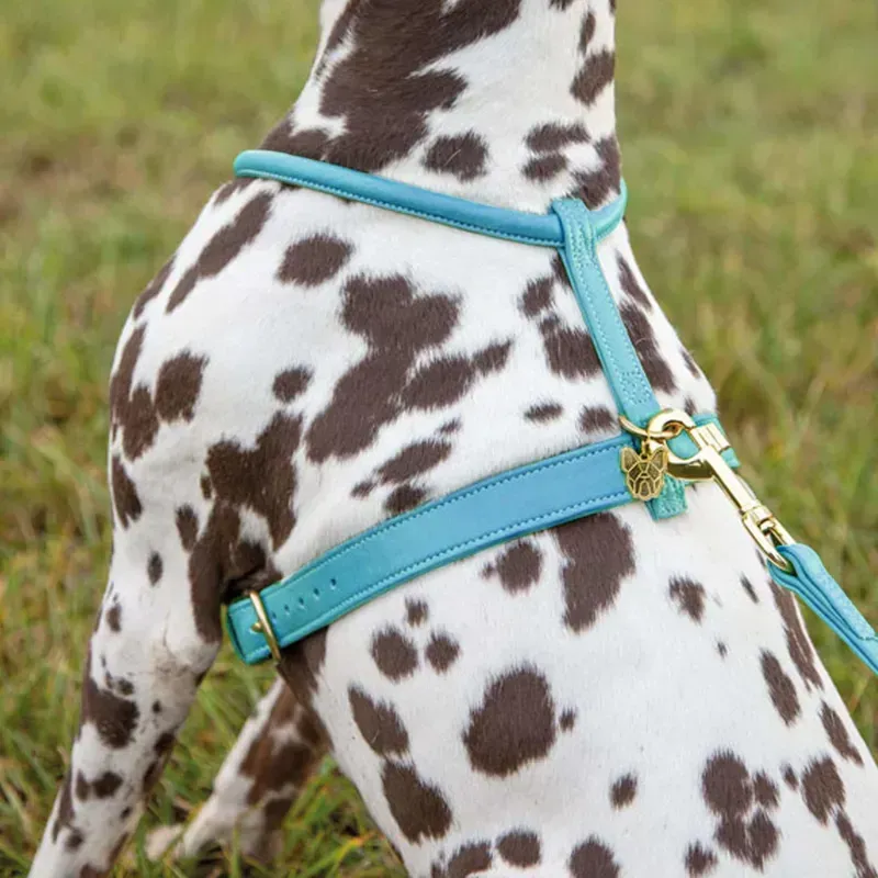 Shires Digby and Fox Rolled Leather Dog Harness in Blue