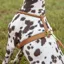 Shires Digby and Fox Rolled Leather Dog Harness in Brown