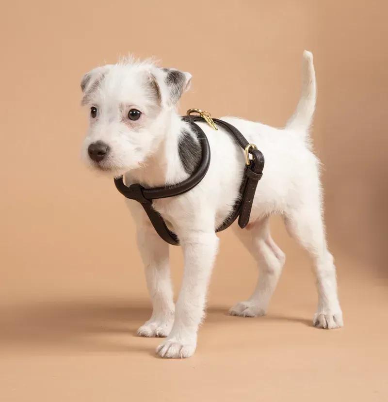 Shires Digby and Fox Rolled Leather Dog Harness in Brown-1