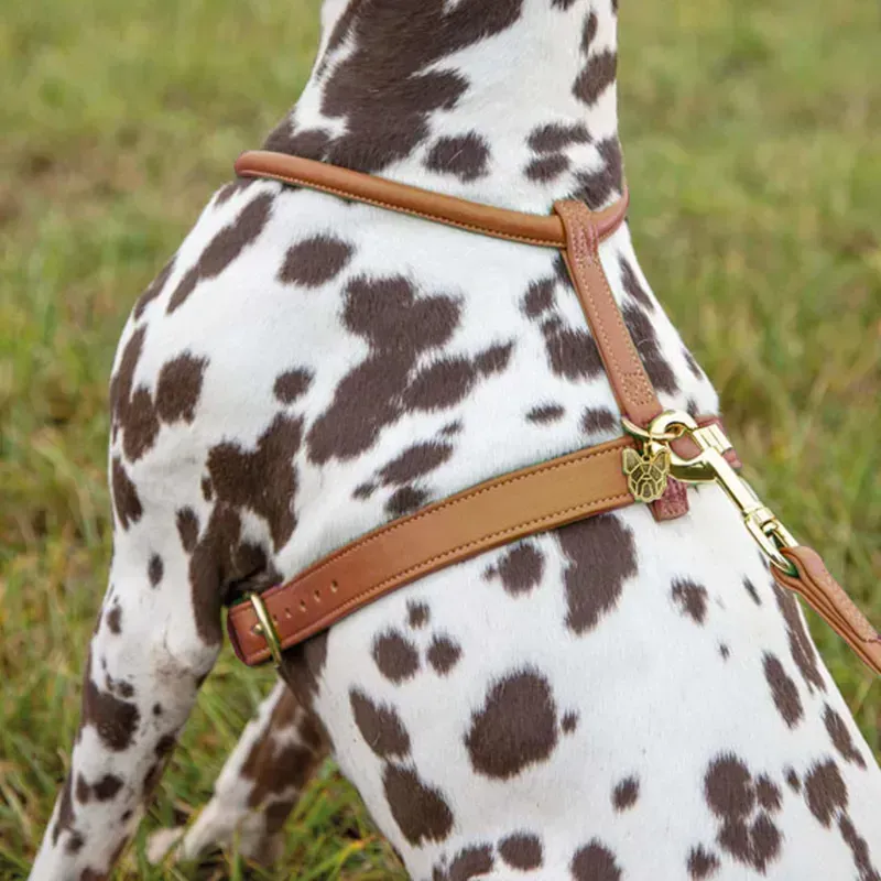 Shires Digby and Fox Rolled Leather Dog Harness in Tan-1