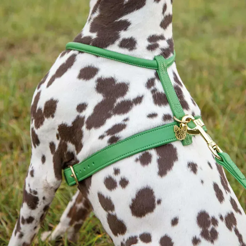 Shires Digby and Fox Rolled Leather Dog Harness in Green