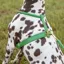 Shires Digby and Fox Rolled Leather Dog Harness in Green