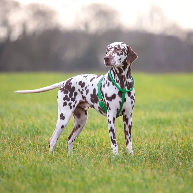 Shires Digby and Fox Rolled Leather Dog Harness in Green-1