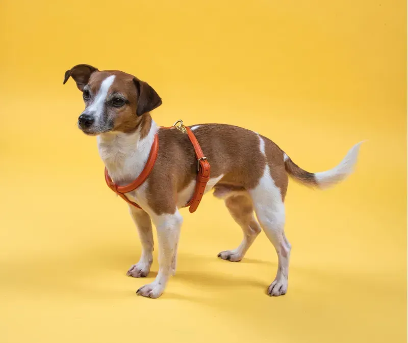 Shires Digby and Fox Rolled Leather Dog Harness in Orange