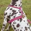 Shires Digby and Fox Rolled Leather Dog Harness in Pink