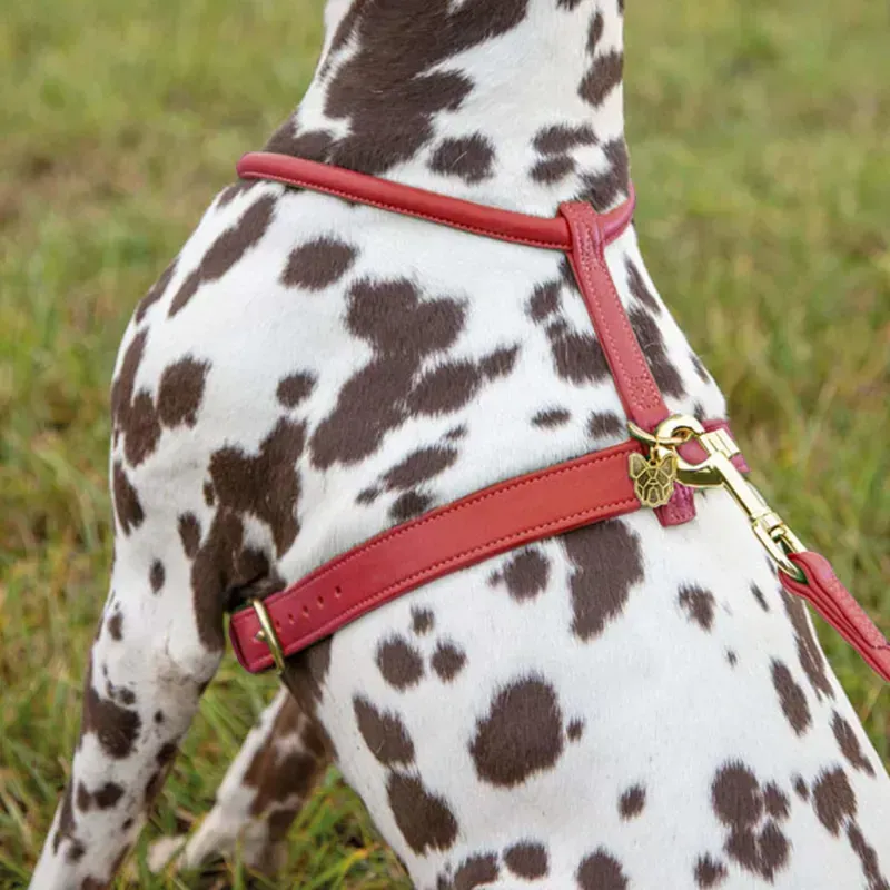 Shires Digby and Fox Rolled Leather Dog Harness in Red