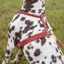 Shires Digby and Fox Rolled Leather Dog Harness in Red