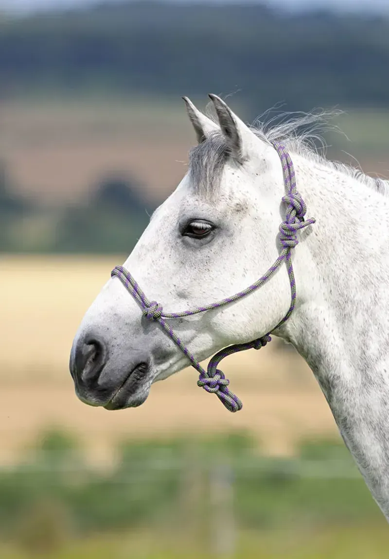 Shires Rope Control Headcollar in Purple and Lime