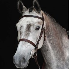 Collegiate Hunt Cavesson Bridle IV